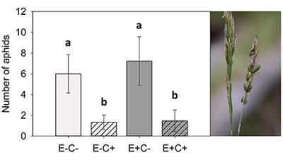 Epichloë Endophyte-Promoted Seed Pathogen Increases Host Grass Resistance Against Insect Herbivory